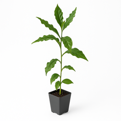 Kona Coffee [Coffea arabica]