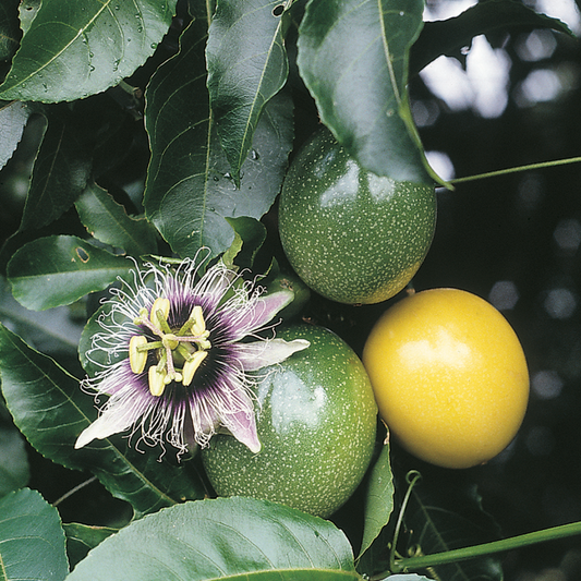 Passion fruit with green and yellow fruits and a flower on a leafy background
