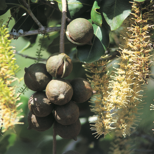 Group of macadamia nuts hanging from a tree with green leaves and its flowers.