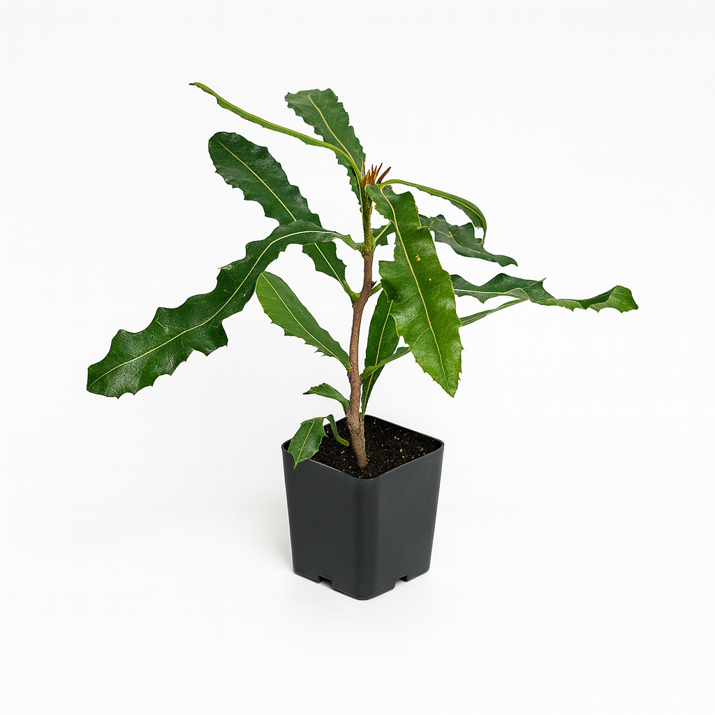 Macadamia Nut [Macadamia integrifolia]