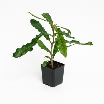 Macadamia Nut [Macadamia integrifolia]