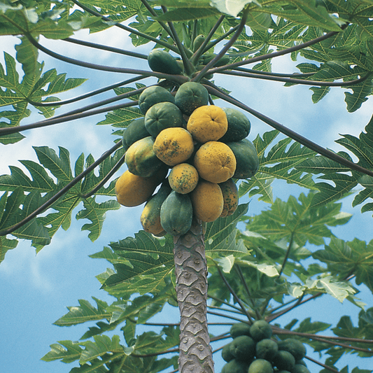 Papaya tree with green and yellow fruits against a blue sky