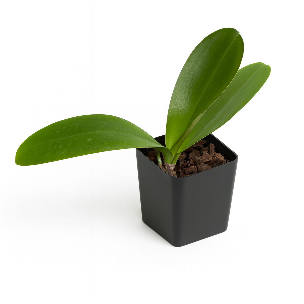 Phalaenopsis Orchid [Phalaenopsis spp.]