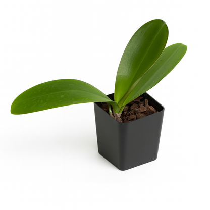 Phalaenopsis Orchid [Phalaenopsis spp.]