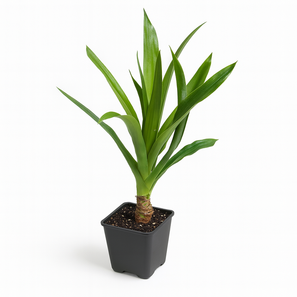 Pineapple [Ananas comosus]