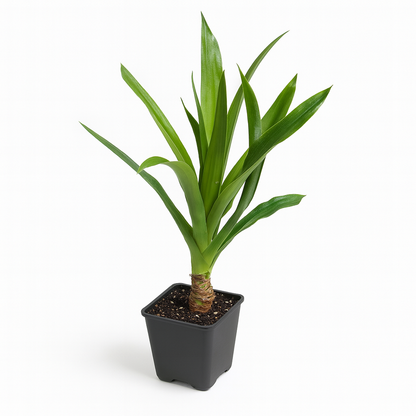 Pineapple [Ananas comosus]