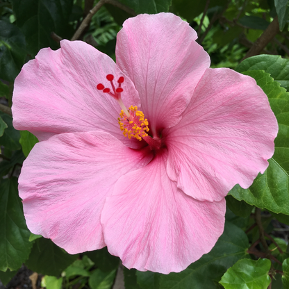 Pink hibiscus flower with green leaves in the background