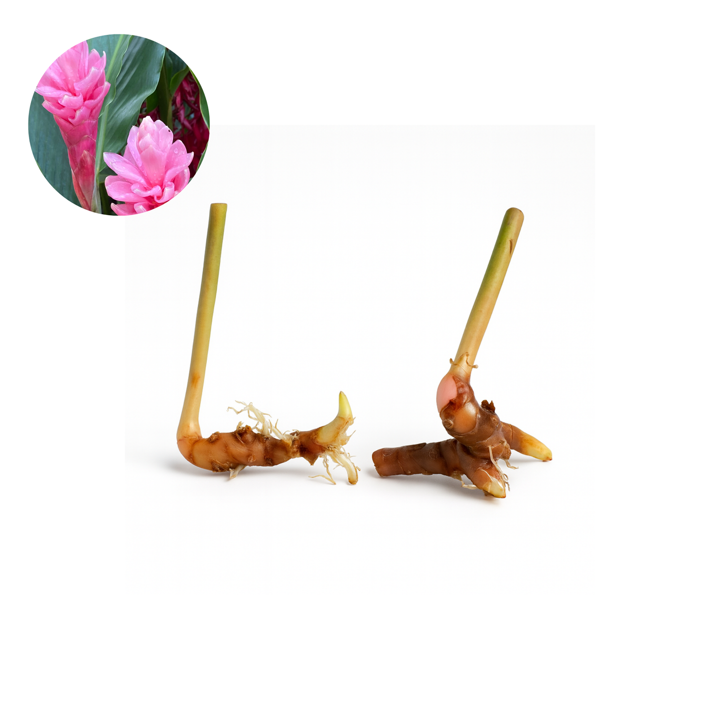 Pink or Red Ginger [Alpinia purpurata]