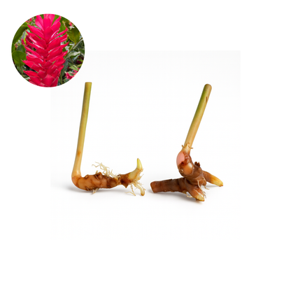 Pink or Red Ginger [Alpinia purpurata]