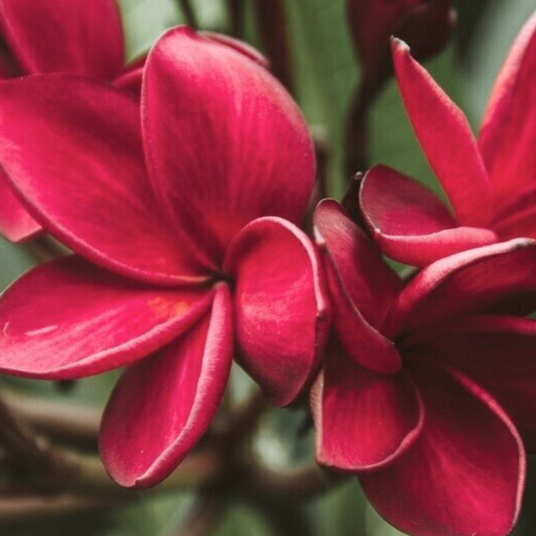 Plumeria [Plumeria spp.] Cutting