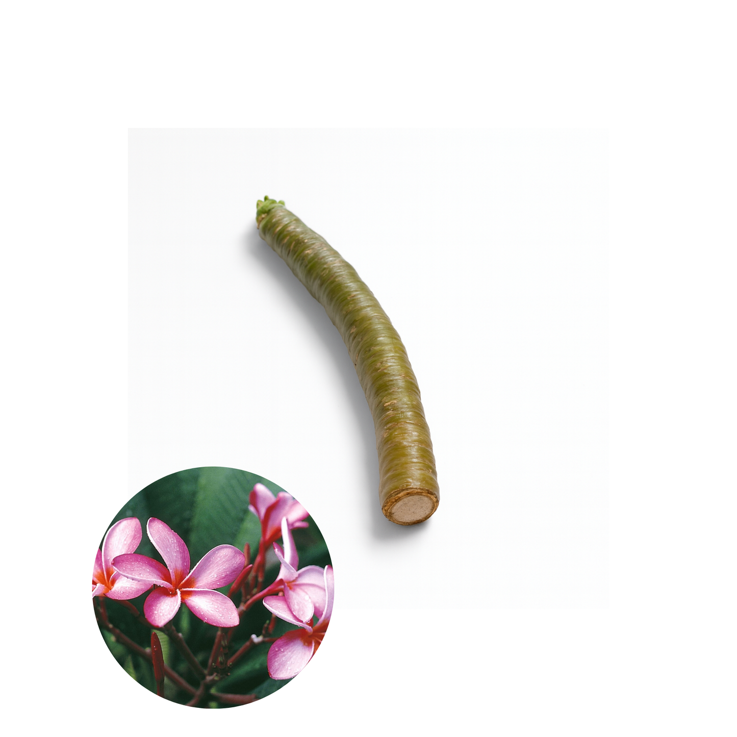 Plumeria [Plumeria spp.] Cutting