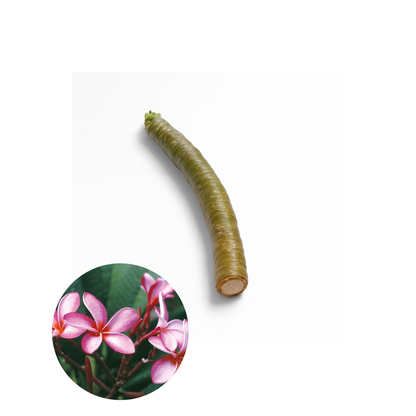 Plumeria [Plumeria spp.] Cutting