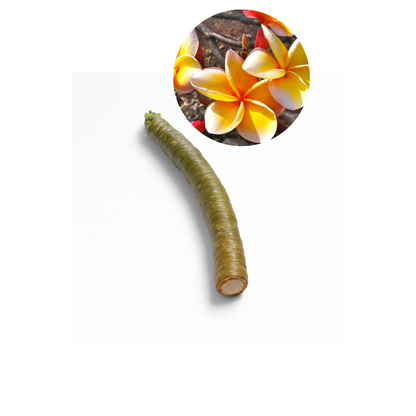 Plumeria [Plumeria spp.] Cutting