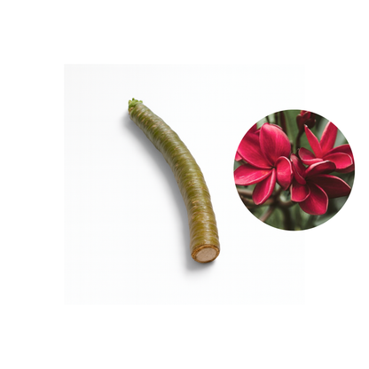 Plumeria [Plumeria spp.] Cutting