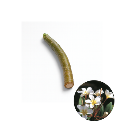 Plumeria [Plumeria spp.] Cutting