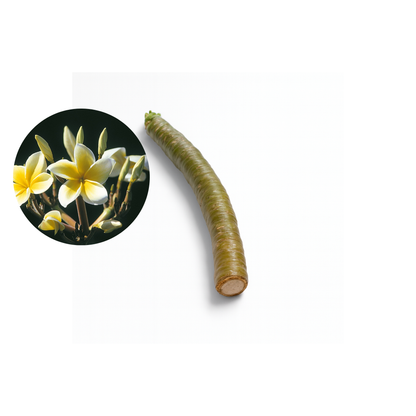 Plumeria [Plumeria spp.] Cutting