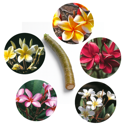 Plumeria [Plumeria spp.] Cutting
