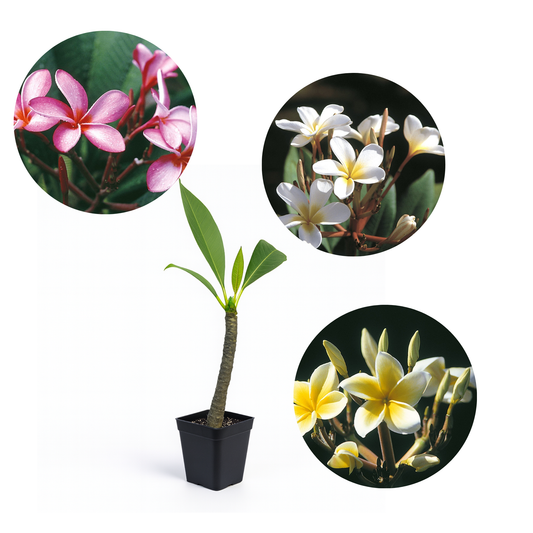 Plumeria [Plumeria spp.] Potted Starter Plant