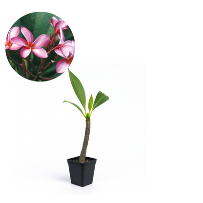 Plumeria [Plumeria spp.] Potted Starter Plant