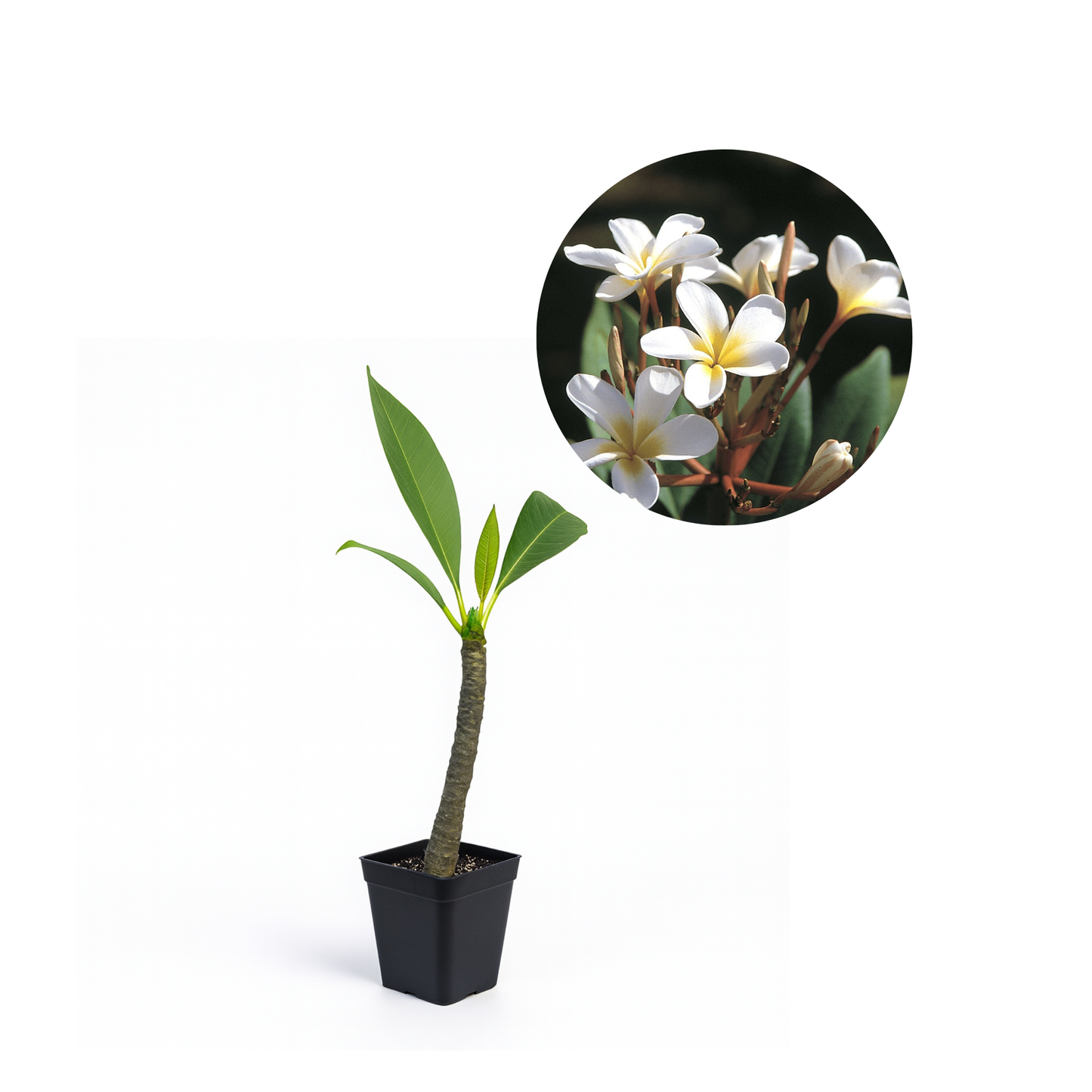Plumeria [Plumeria spp.] Potted Starter Plant
