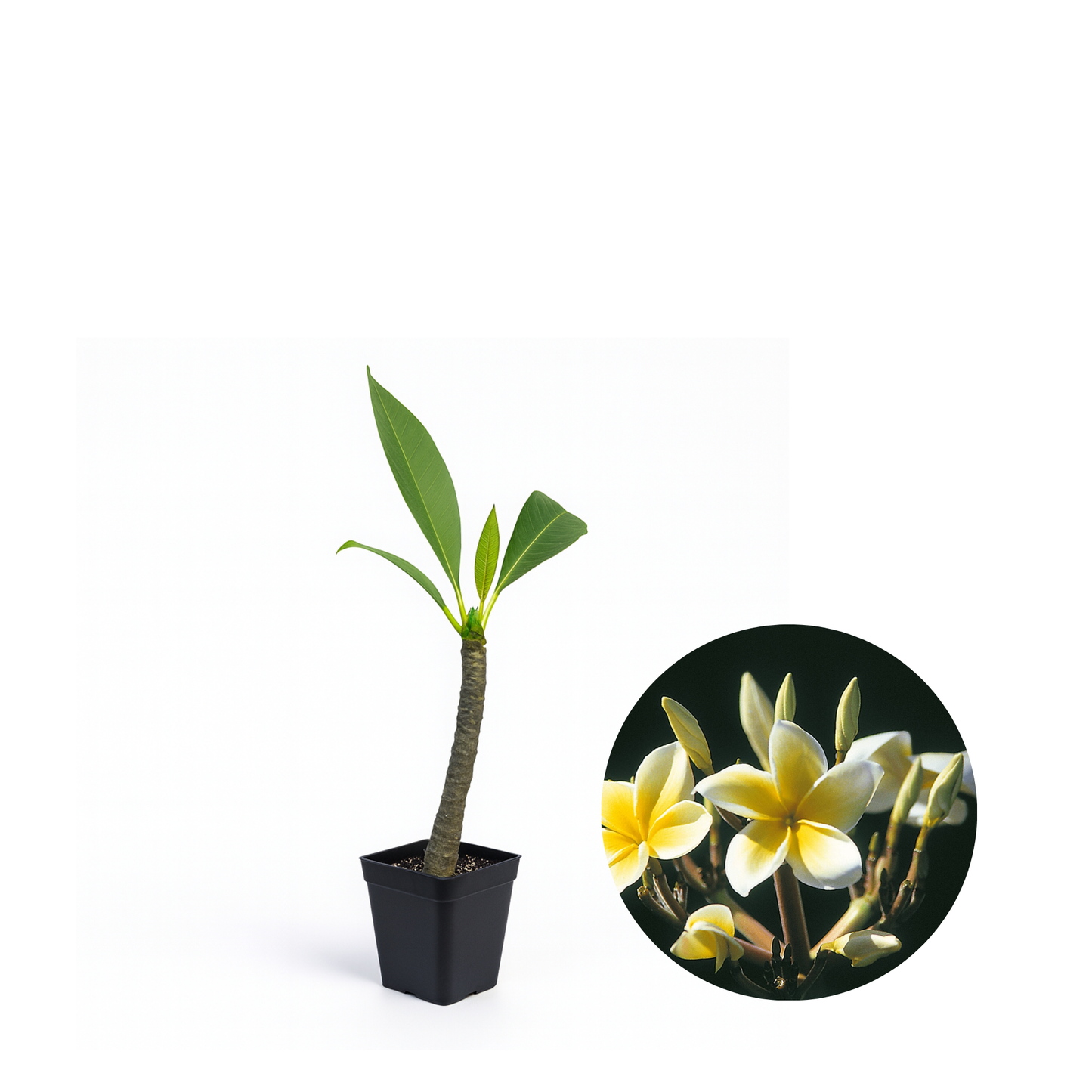Plumeria [Plumeria spp.] Potted Starter Plant