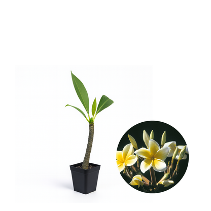 Plumeria [Plumeria spp.] Potted Starter Plant