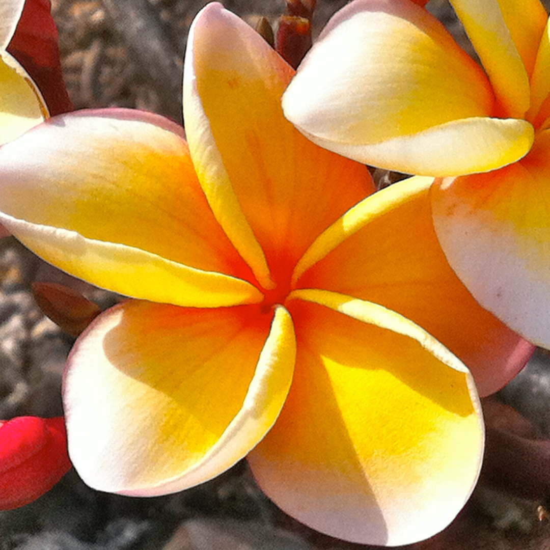Plumeria [Plumeria spp.] Cutting