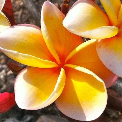 Plumeria [Plumeria spp.] Cutting