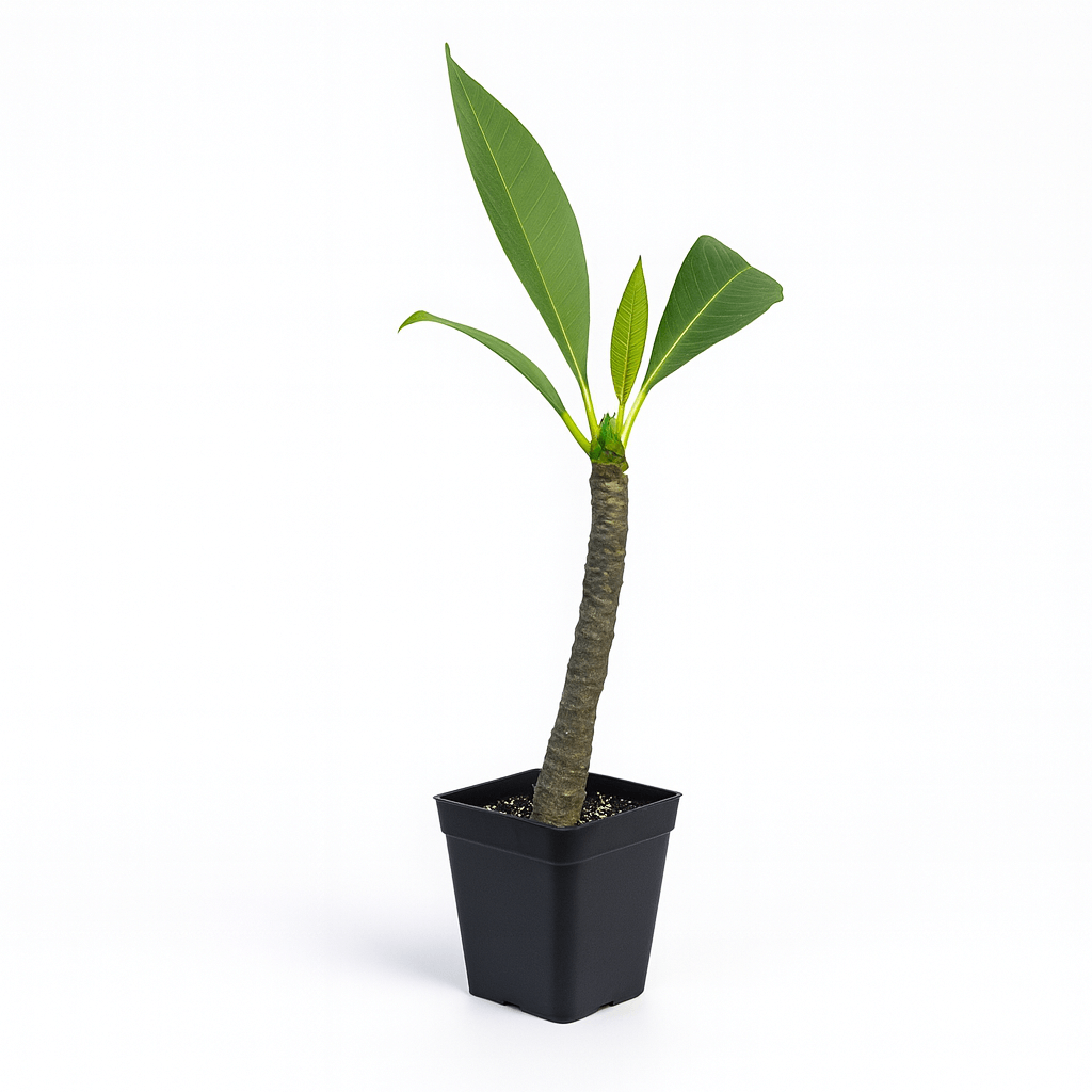 Plumeria [Plumeria spp.] Potted Starter Plant
