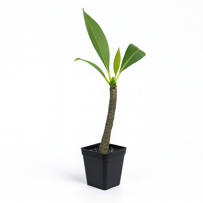 Plumeria [Plumeria spp.] Potted Starter Plant