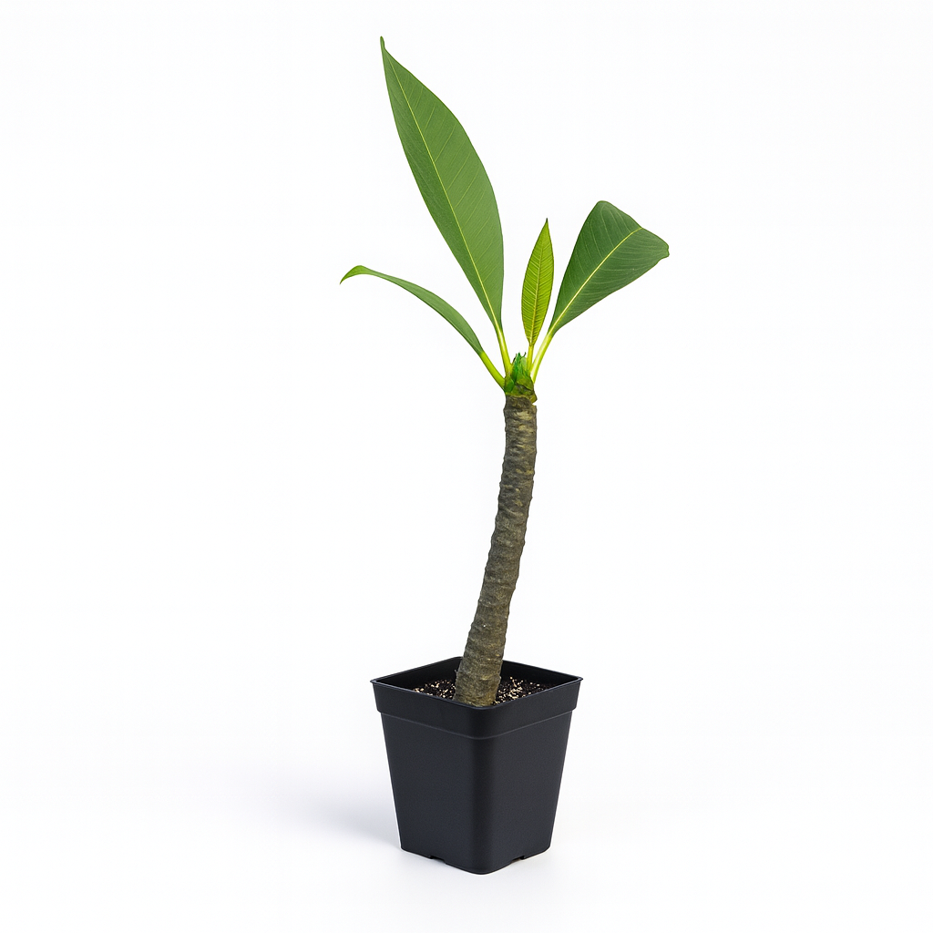 Plumeria [Plumeria spp.] - Sunfire Kiss