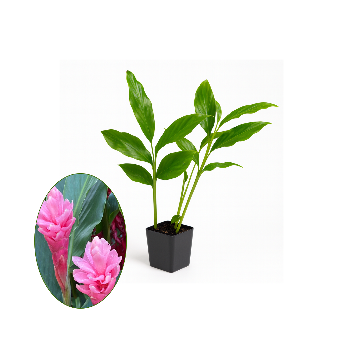 Pink or Red Ginger [Alpinia purpurata]