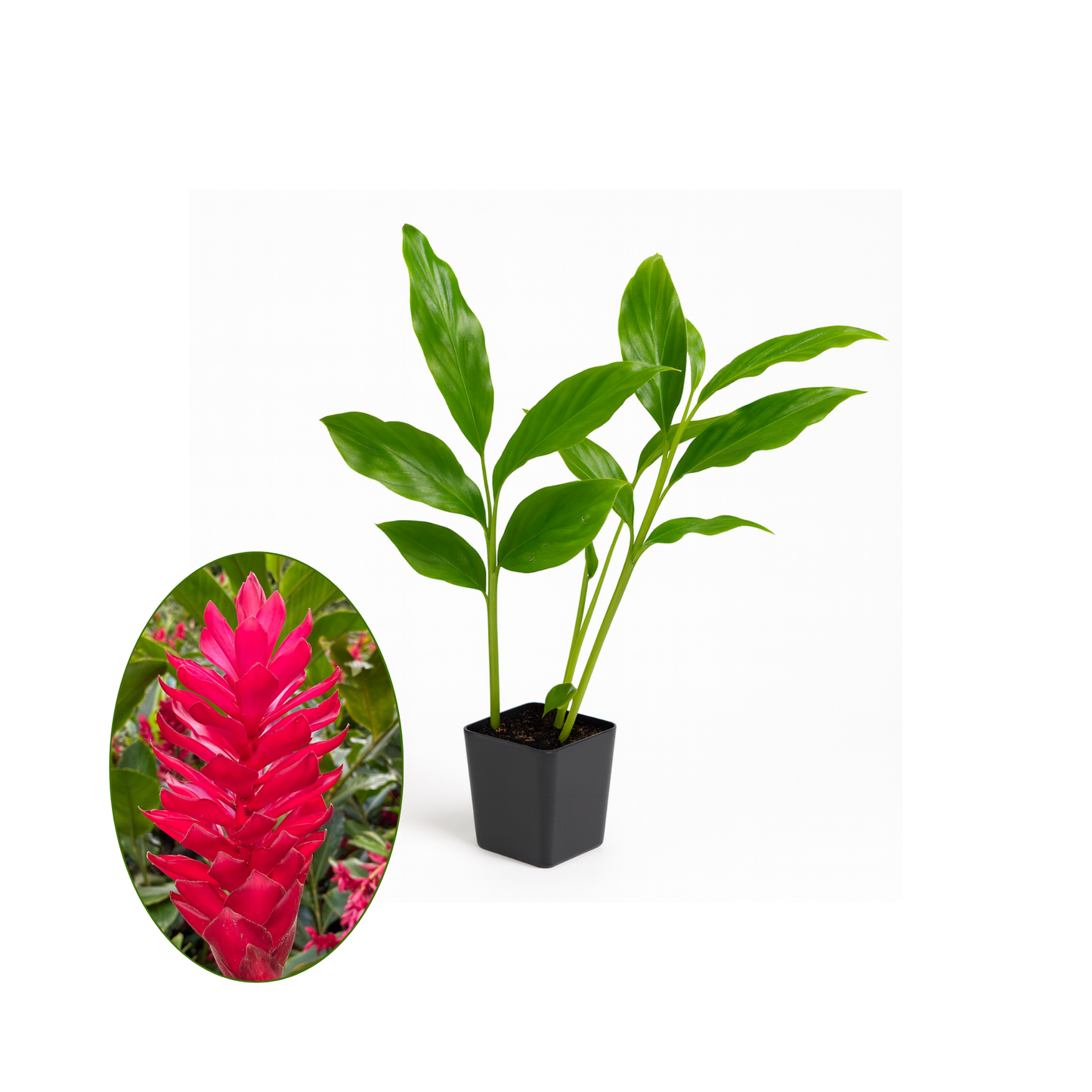 Pink or Red Ginger [Alpinia purpurata]