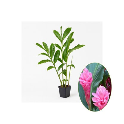 Pink or Red Ginger [Alpinia purpurata]