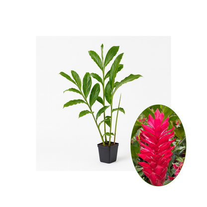 Pink or Red Ginger [Alpinia purpurata]