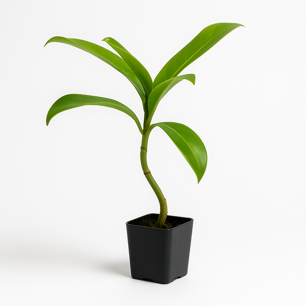 Puakenikeni [Fagraea berteroana]