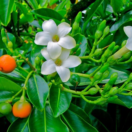 Puakenikeni [Fagraea berteroana]