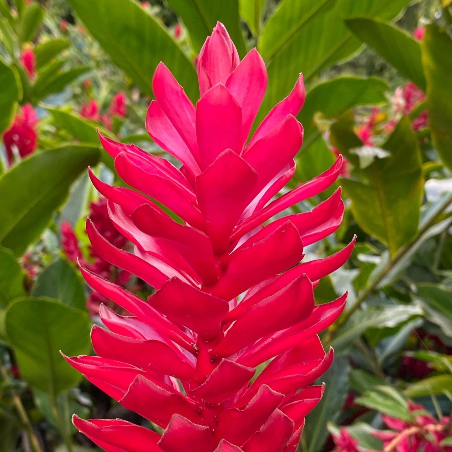 Pink or Red Ginger [Alpinia purpurata]