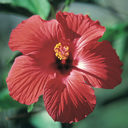 Close-up of a red hibiscus flower with a blurred green background