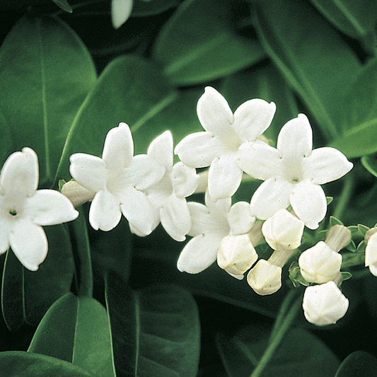 Close-up of white stephanotis flowers with green leaves in the background