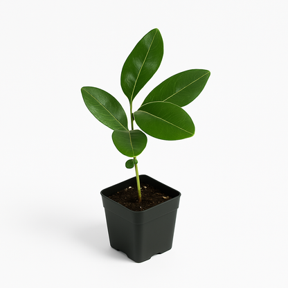 Stephanotis [Stephanotis floribunda]