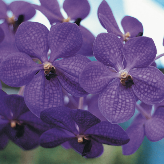 Close-up of strap leaf vanda orchids with a blurred background