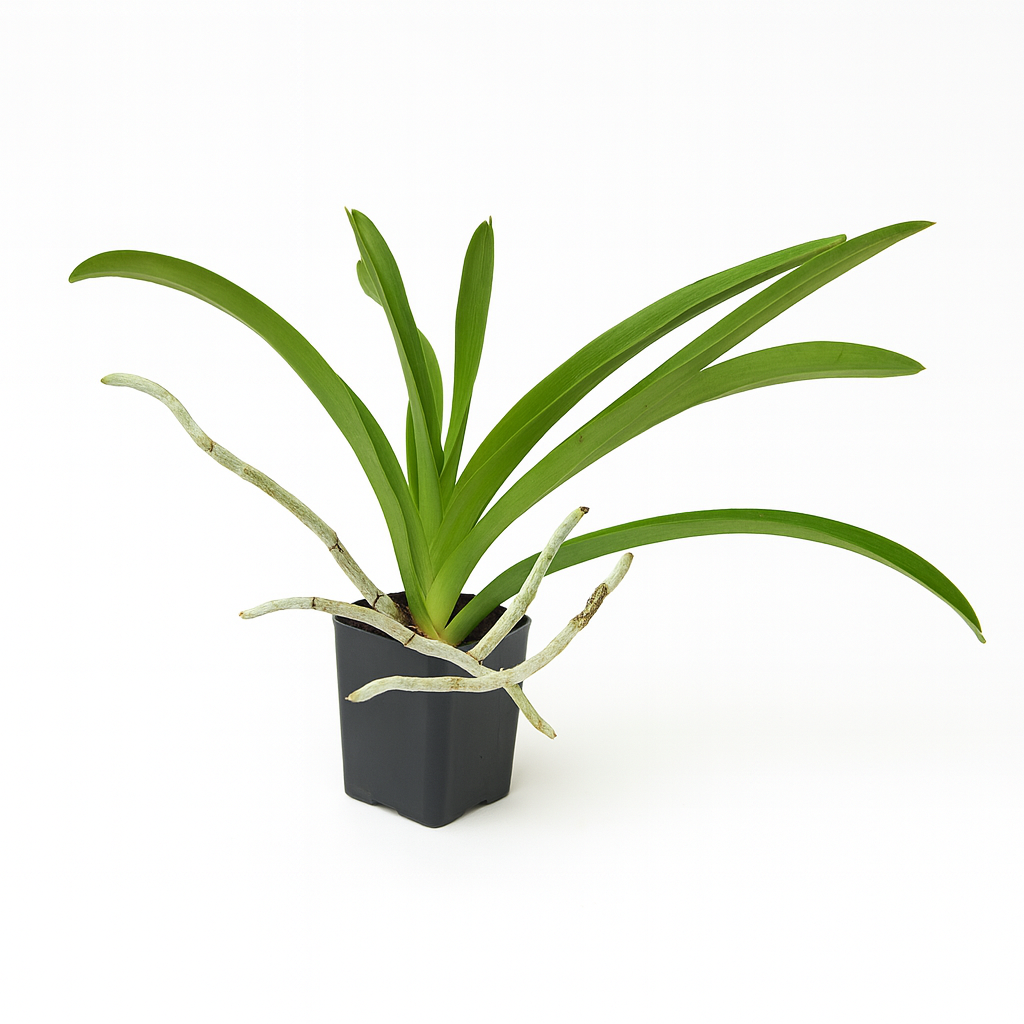Strap Leaf Vanda Orchid [Vanda spp.]