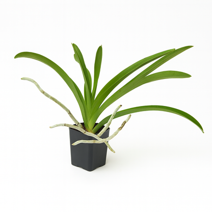 Strap Leaf Vanda Orchid [Vanda spp.]