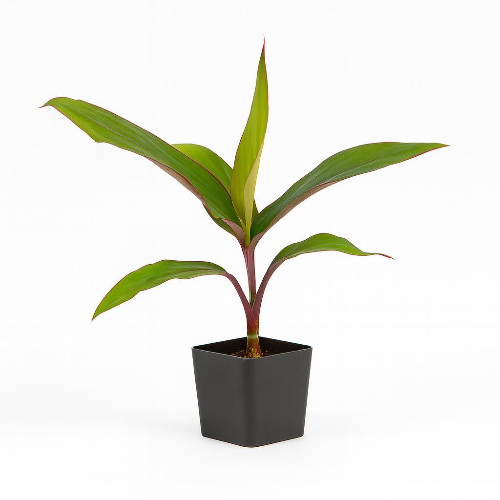 hawaiian ti plant in pot Ti Plant – Red or Green Cuttings & Starter Pots – Kanoa Hawaii