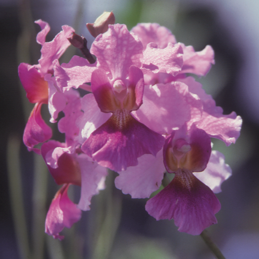 Close-up of a miss joaquim vanda  flower with a blurred background