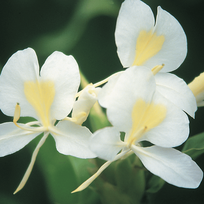 Close-up of white ginger flowers with yellow centers on a dark background