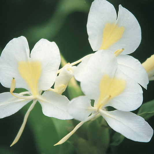 Close-up of white ginger flowers with yellow centers on a dark background