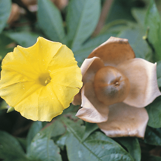 Yellow woodrose flower and brownish-green leafy background